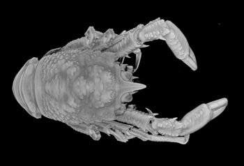 Media type: image; Invertebrate Zoology 153106